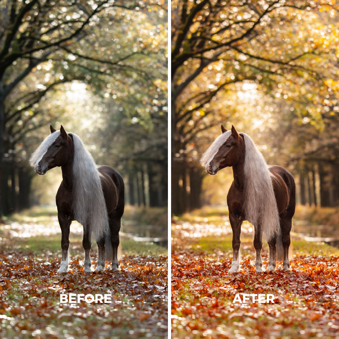 Autumn XL