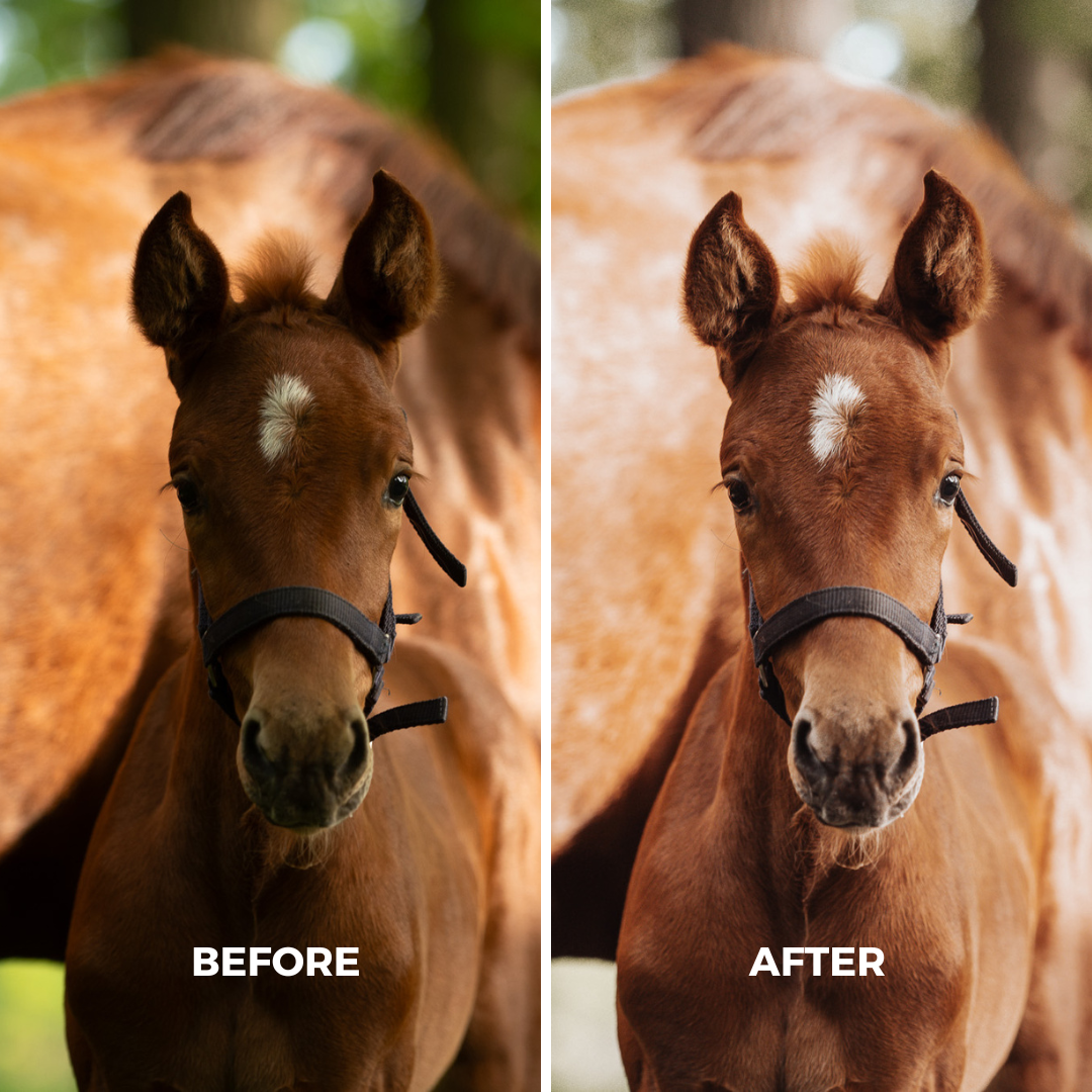 Light Natural Horse