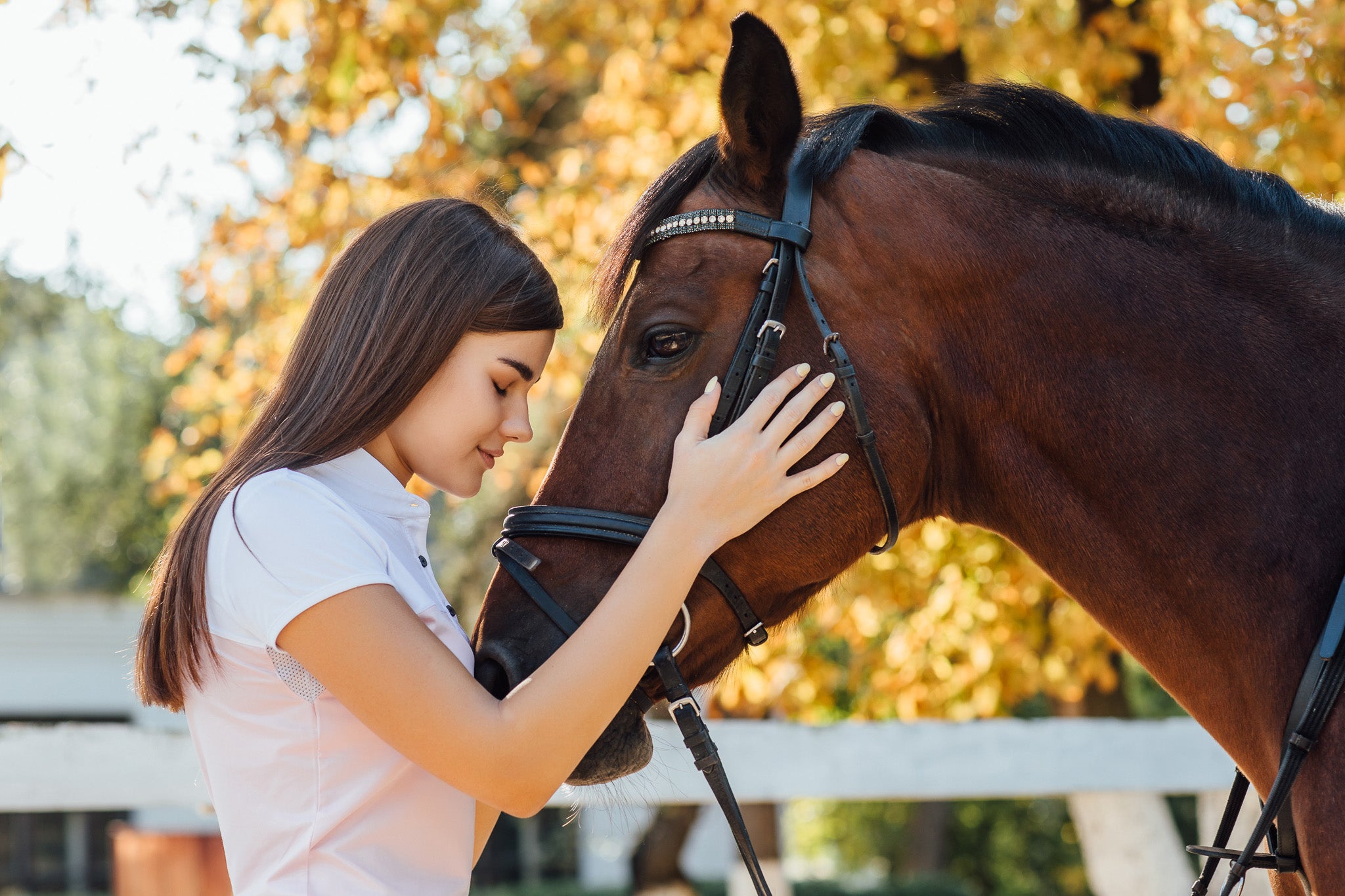 horse photo presets