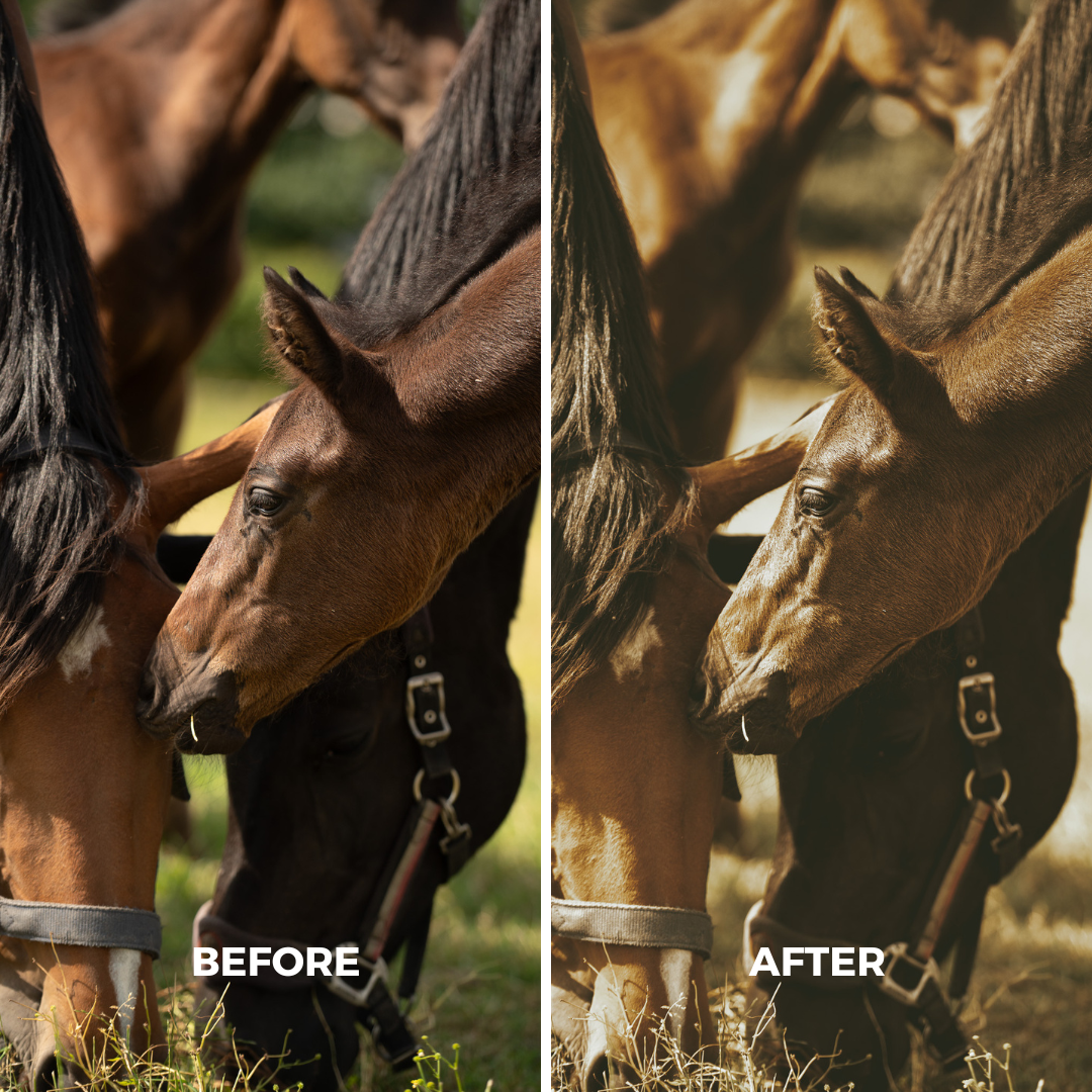 Natural Wild Horse