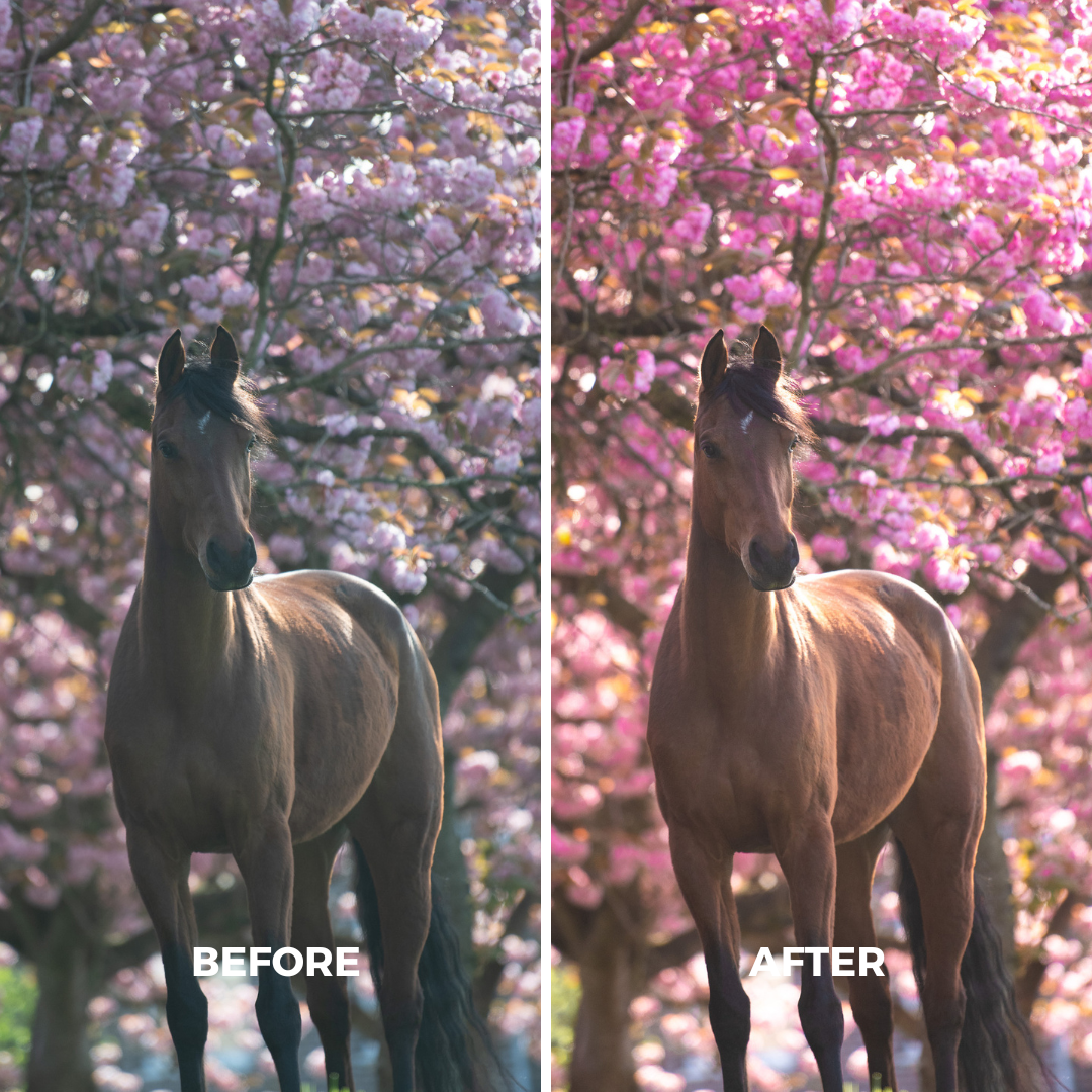 Pink Blossom