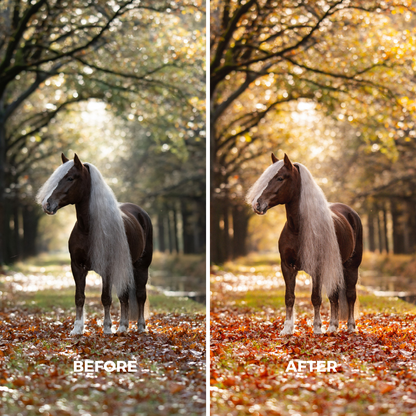 Autumn XL