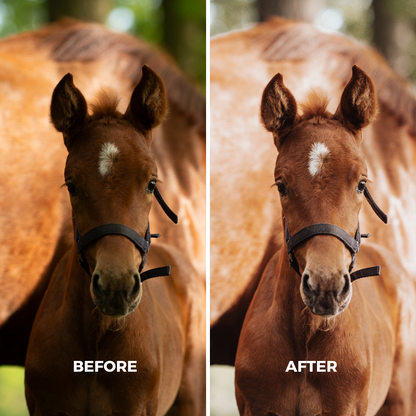 Light Natural Horse
