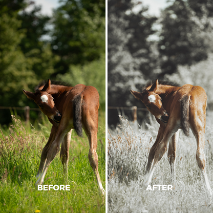 Natural Wild Horse