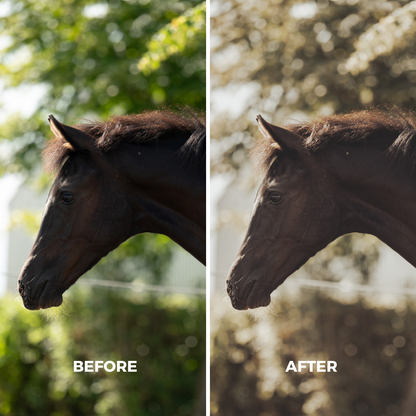 Natural Wild Horse