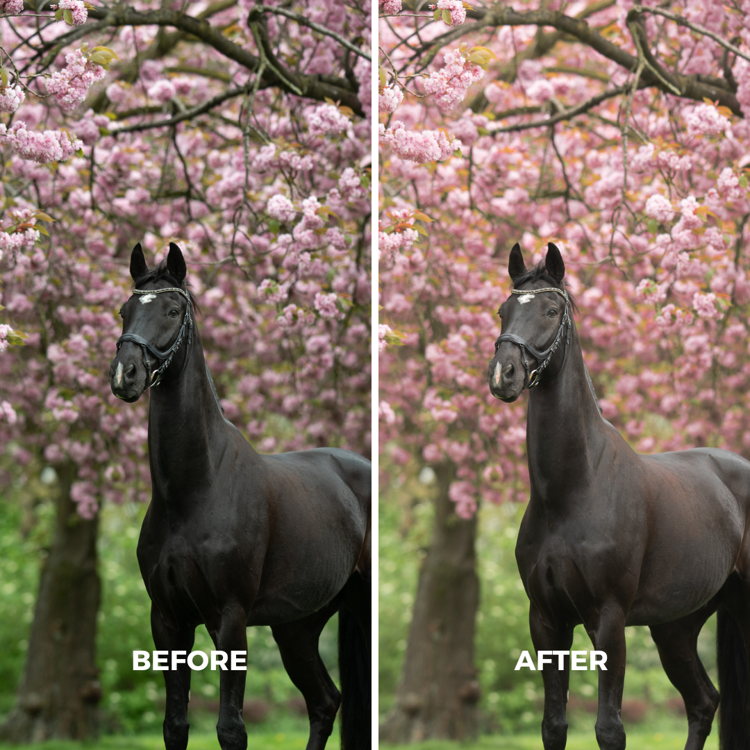 Pink Blossom