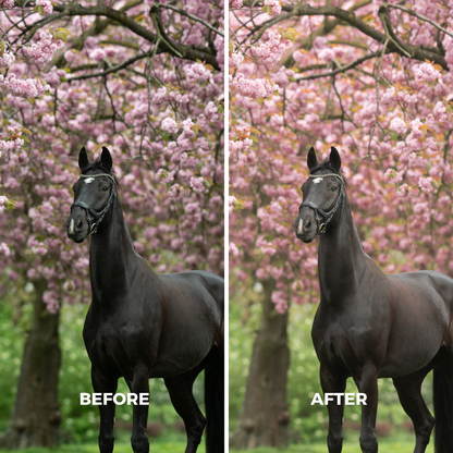 Pink Blossom
