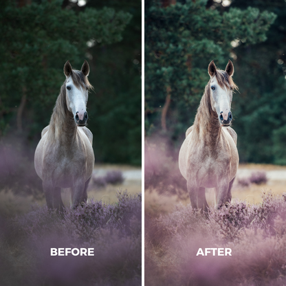 Purple Heather