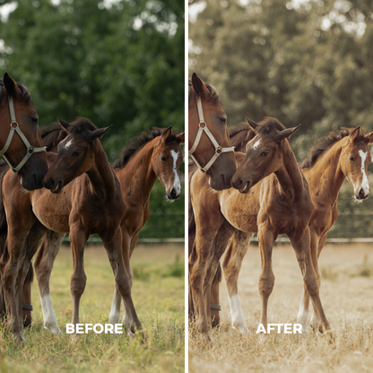 Natural Wild Horse