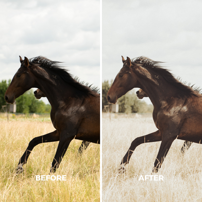 Natural Wild Horse