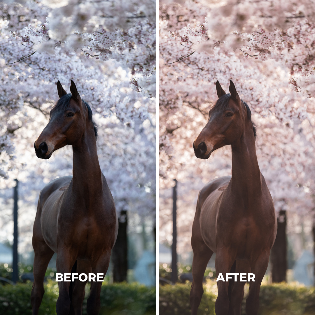 Pink Blossom