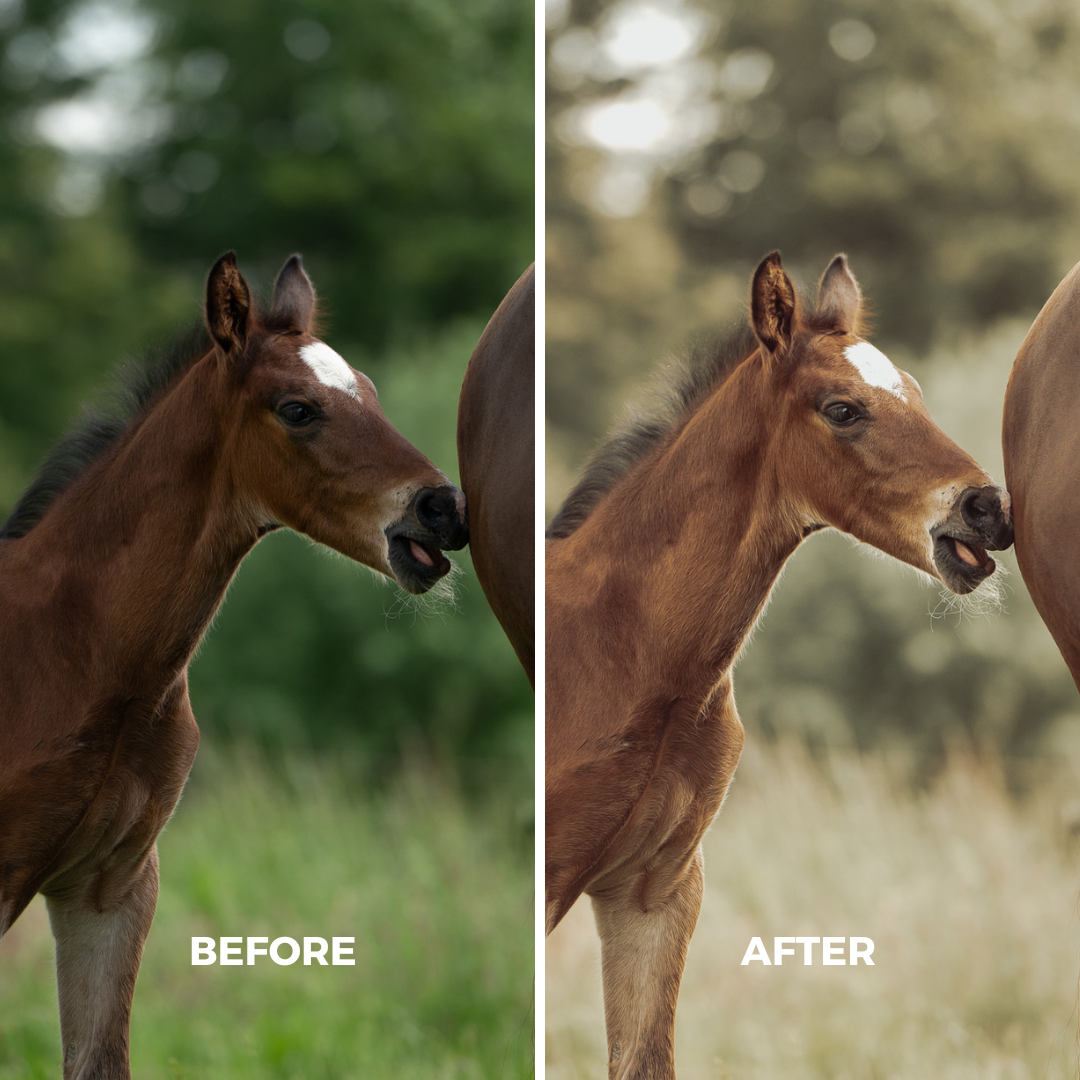 Natural Wild Horse