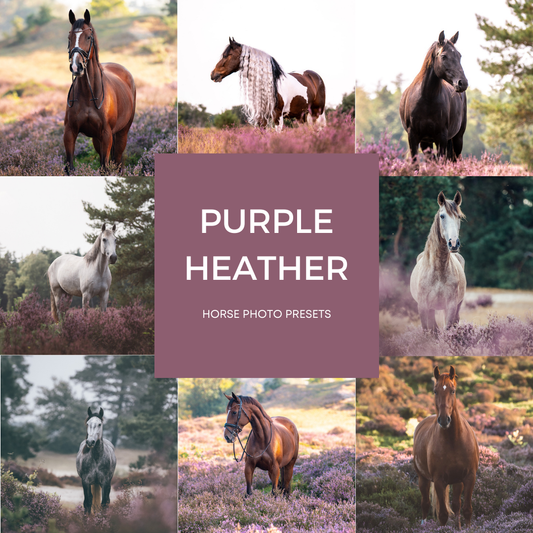 Purple Heather