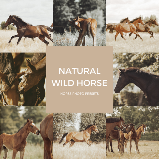 Natural Wild Horse
