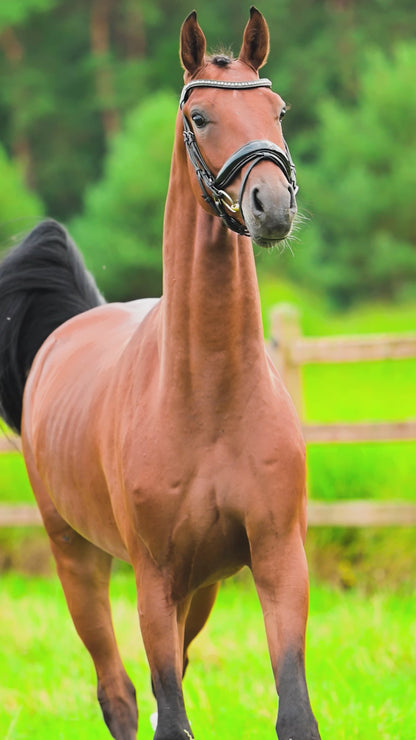 Vibrant - Premiere Pro