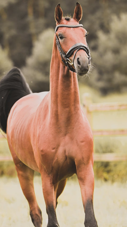 Special Honey - Premiere Pro