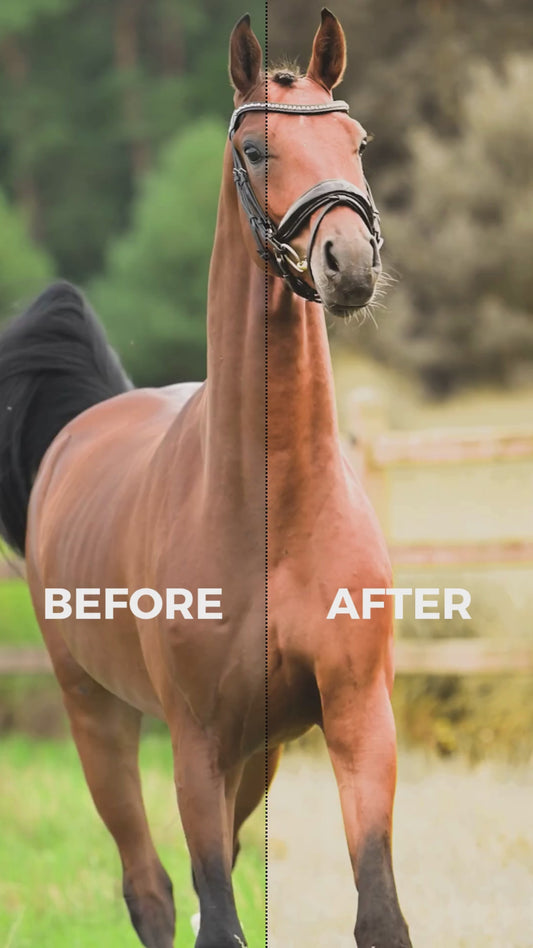 Special Honey - Premiere Pro